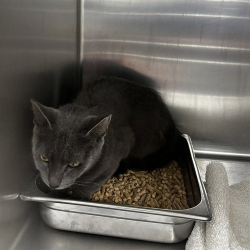picture of the cat needing adoption
