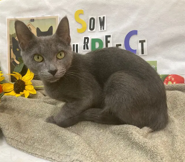 Morgan - Domestic Short Hair