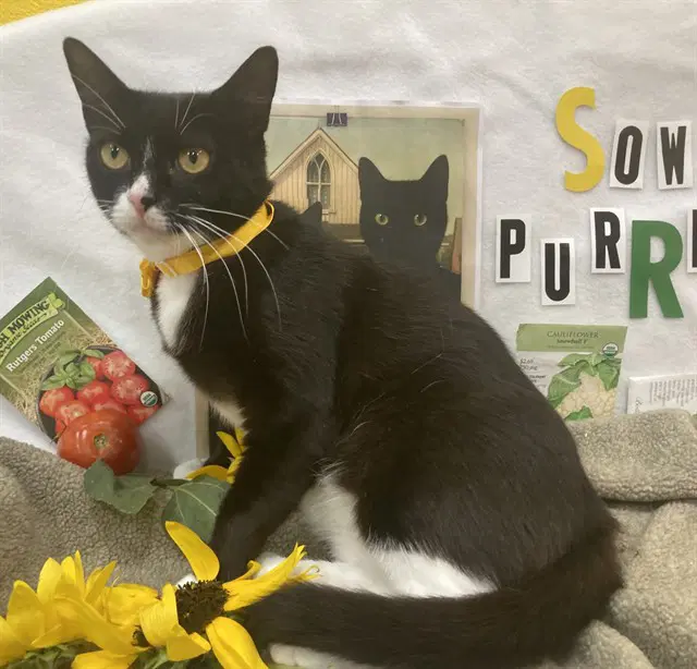 Luz - Domestic Short Hair