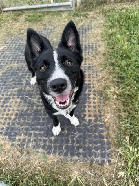 Luna - Border Collie