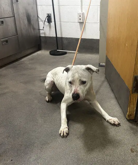 Penny - Pit Bull Terrier