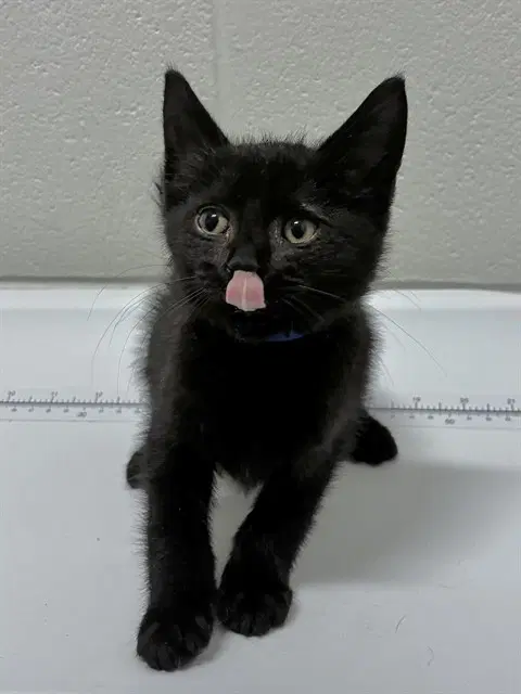 Abu - Domestic Short Hair