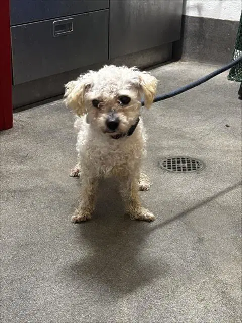 Angel - Poodle (Standard)