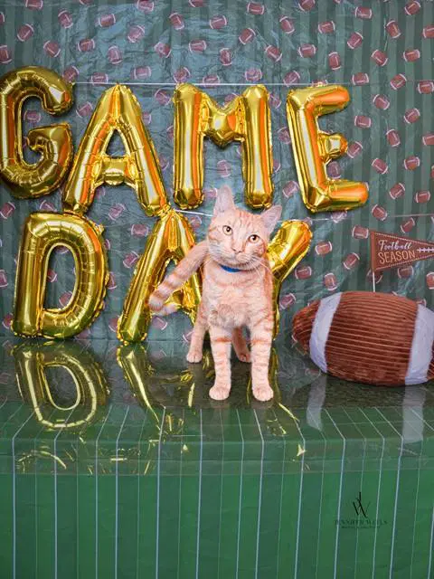 Ted - Domestic Short Hair
