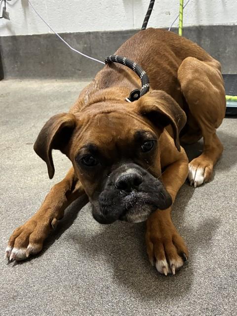 Nala