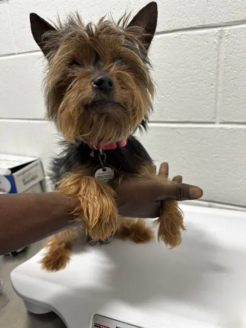 Sophie - Yorkshire Terrier Yorkie