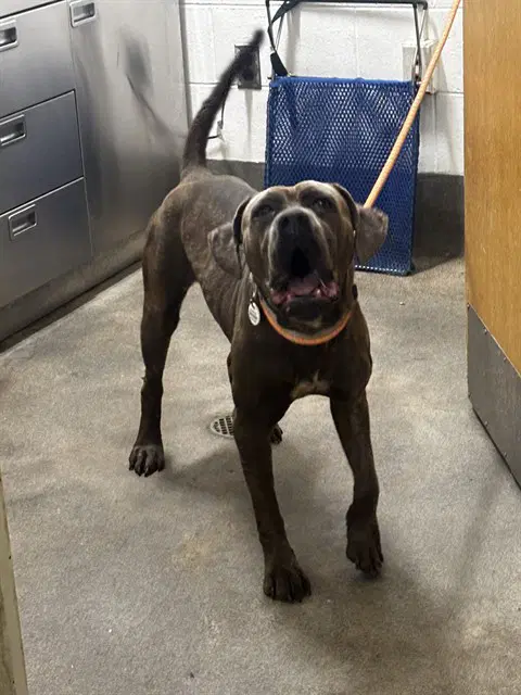 Khia - Pit Bull Terrier