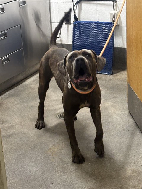 Khia
