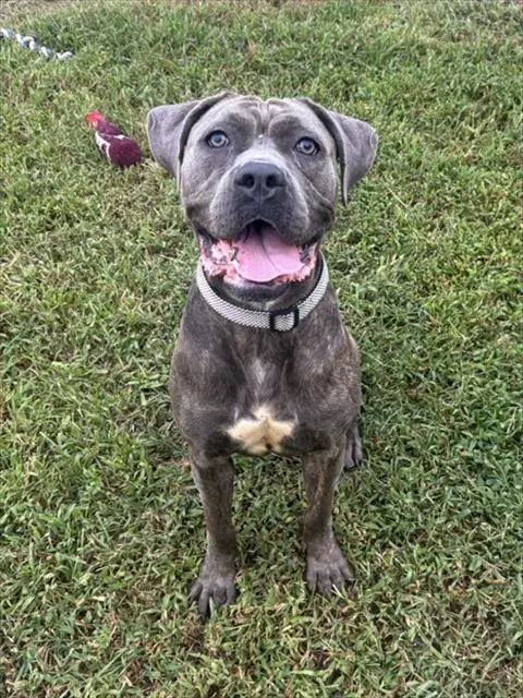 Khia - Pit Bull Terrier