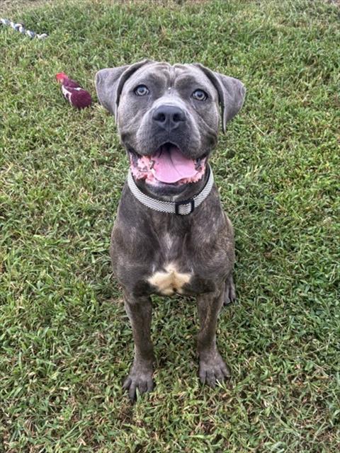 *KHIA, a dog for adoption from Prince Georges County Animal Management Division