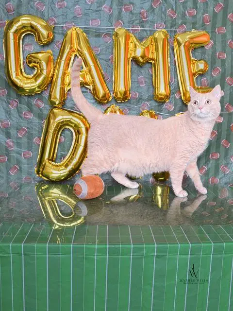 Simba - Domestic Short Hair