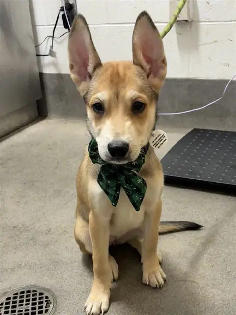 Darla - Husky