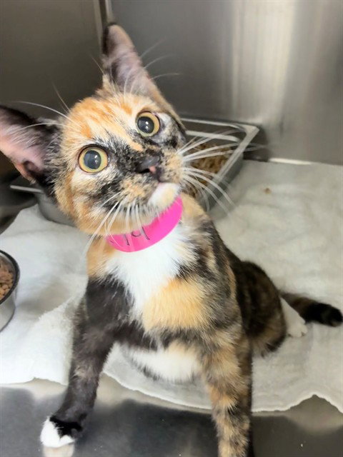 picture of the cat needing adoption
