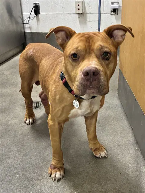 Jojo - American Bulldog