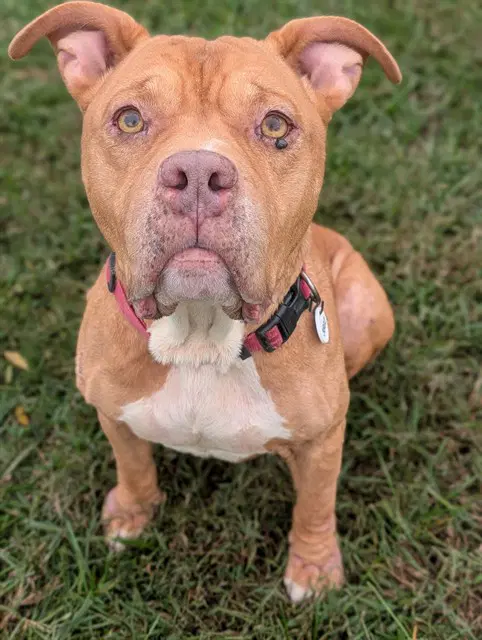 Jojo - American Bulldog