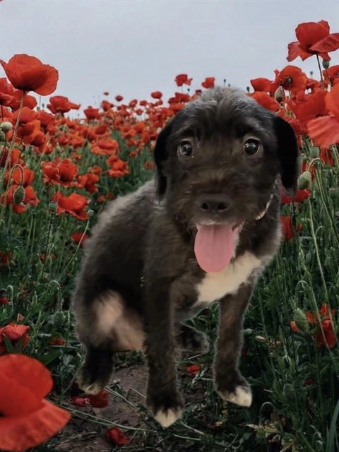 Coco