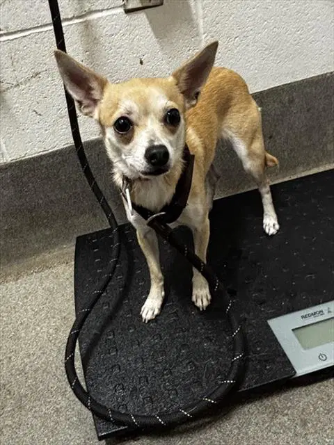 Canela - Chihuahua