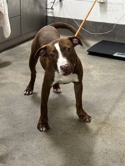 Loki - Pit Bull Terrier