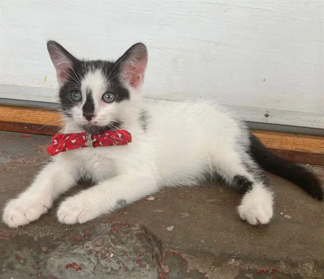Squeak - Domestic Short Hair