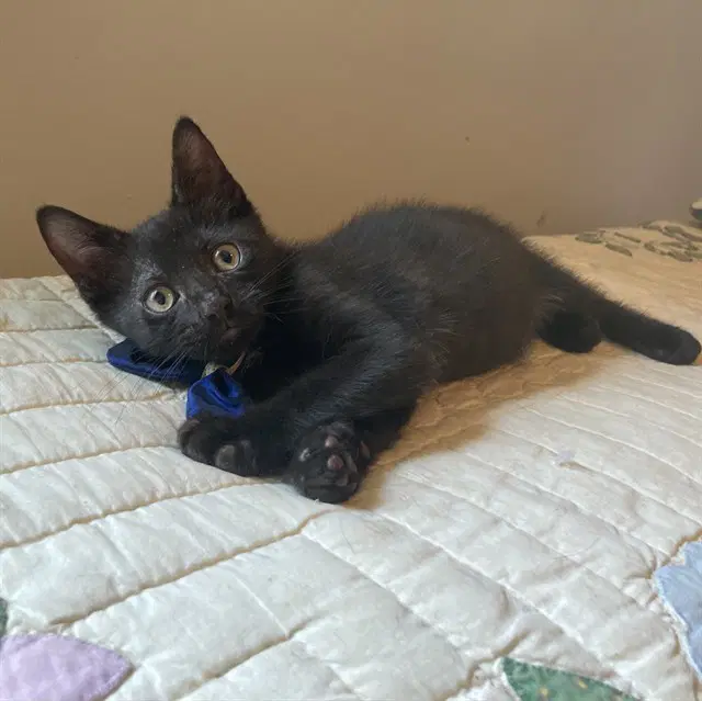 Kai - Domestic Short Hair
