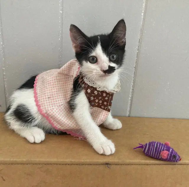 Squirt - Domestic Short Hair