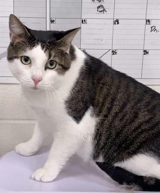 Civic - Domestic Short Hair