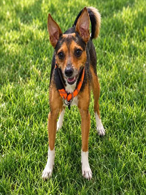 Peter Pan - Chihuahua