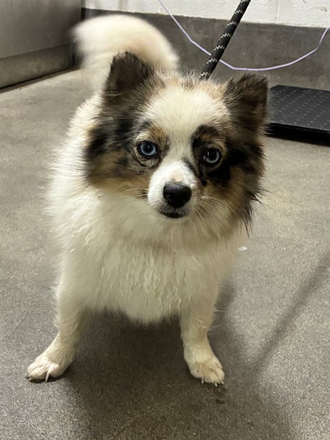 *PATTIE, dog — photo 1 of 1