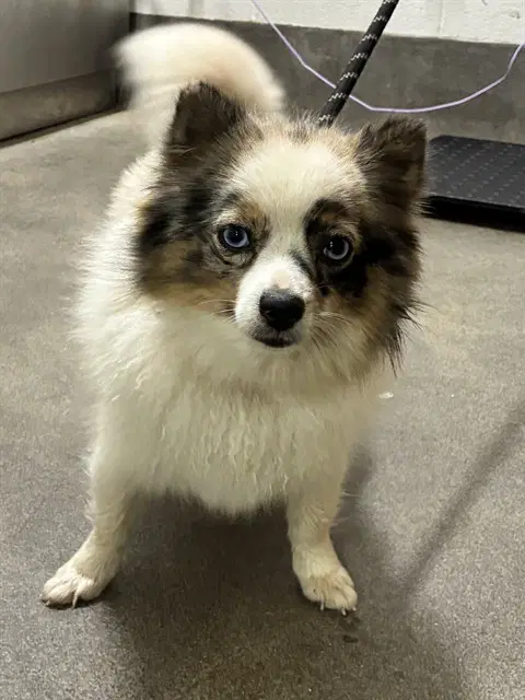 Pattie - Pomeranian