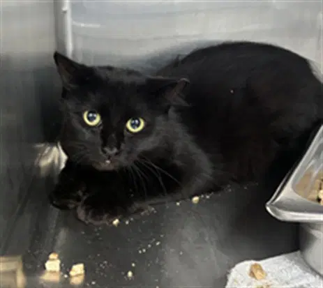 Unknown - Domestic Short Hair