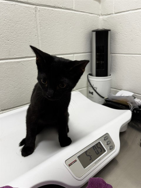 *NORM, cat — photo 1 of 1