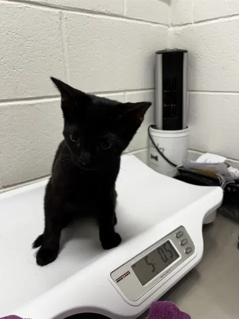 Norm - Domestic Short Hair