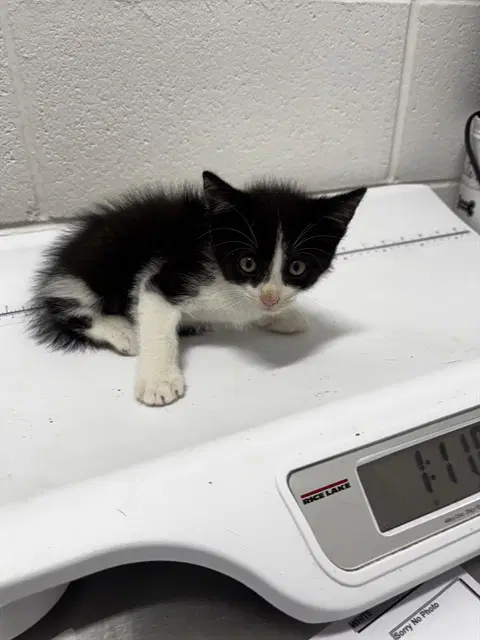 Yin - Domestic Short Hair