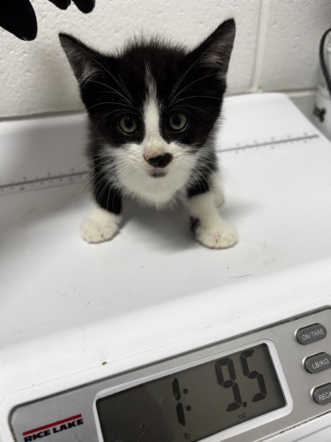 *YANG, cat — photo 1 of 1