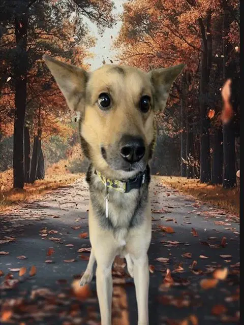 Max - German Shepherd Dog