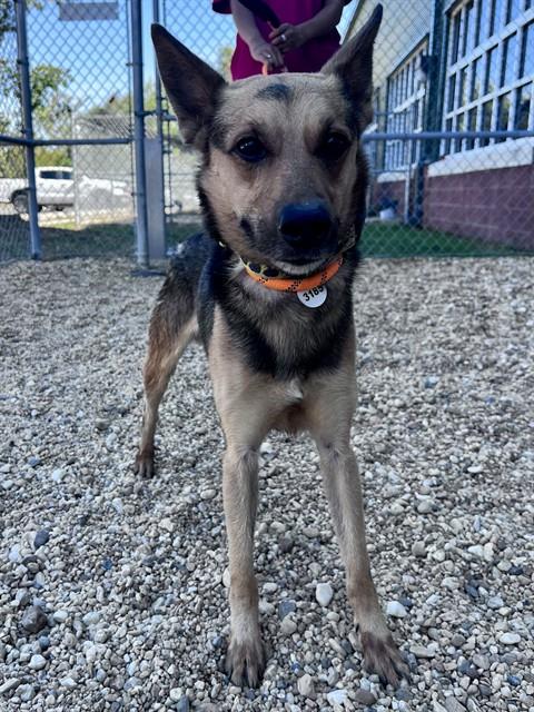 MAX, a dog for adoption from Prince Georges County Animal Management Division
