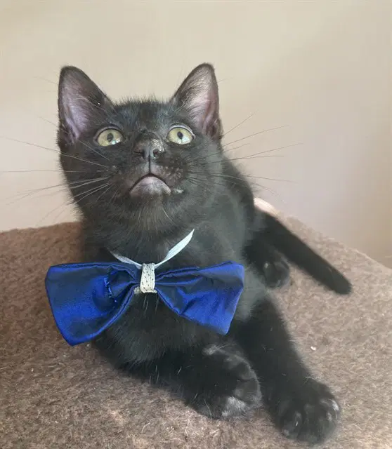 Kairo - Domestic Short Hair