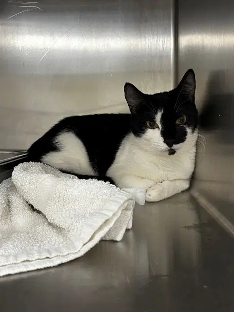 Stan - Domestic Short Hair