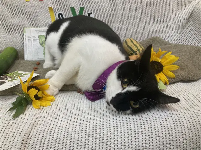 Stan - Domestic Short Hair