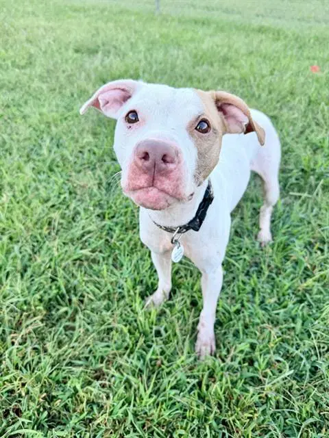 Violet - Pit Bull Terrier