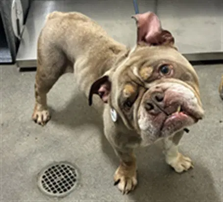 Zeus - Bulldog