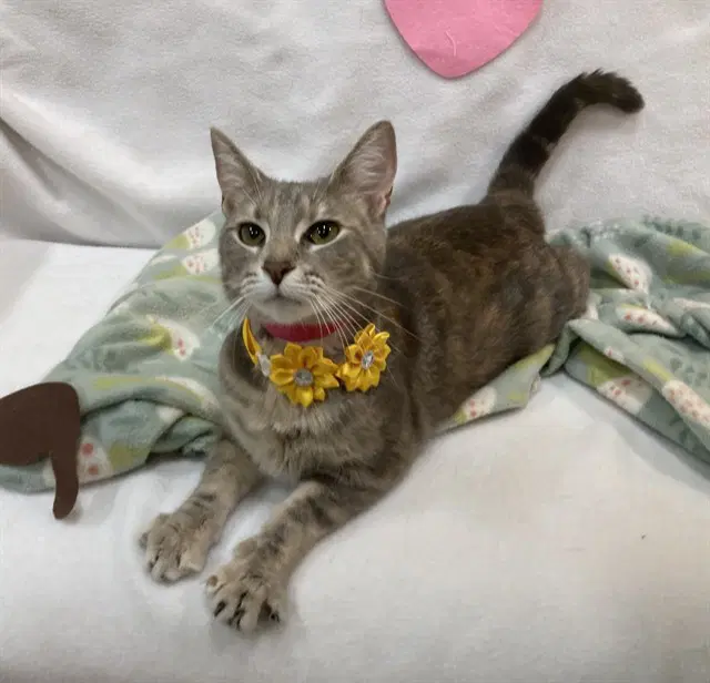 Candy - Domestic Short Hair