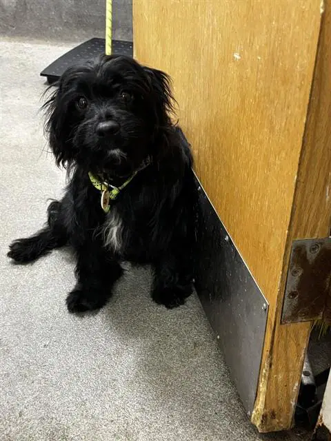 Luke - Affenpinscher