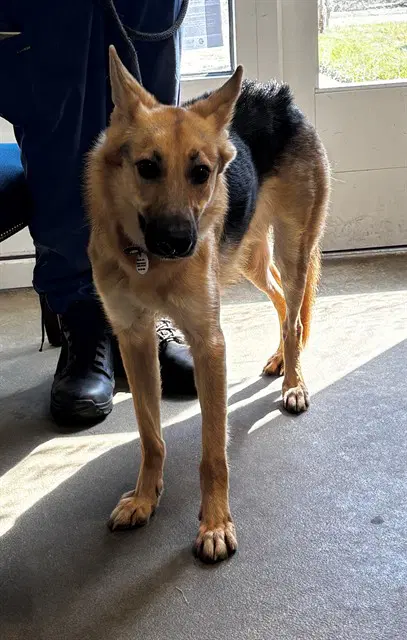 Samantha - German Shepherd Dog