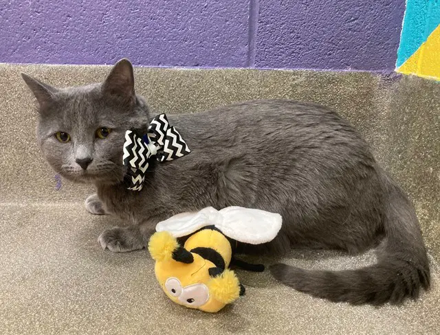 Kylo - Domestic Short Hair