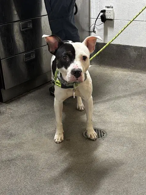 Amber - Pit Bull Terrier