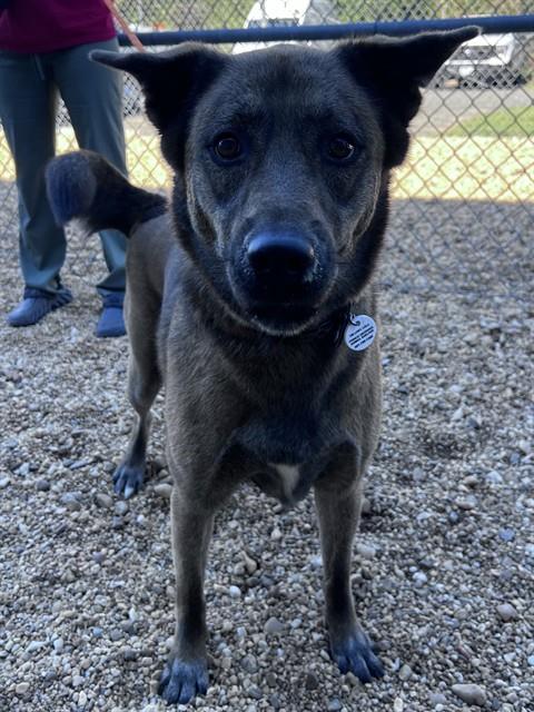 *MARCELINE, a dog for adoption from Prince Georges County Animal Management Division