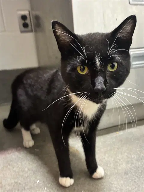 Brutis - Domestic Short Hair