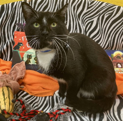 *BRUTIS, a cat for adoption from Prince Georges County Animal Management Division