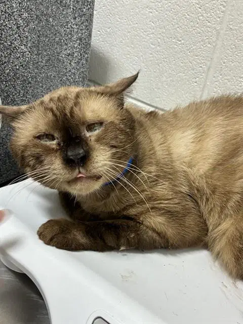 Ruben - Siamese